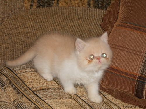 Персидский котёнок экзот и котёнок экстремал редпоинт. Фото 1.