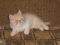 Персидский котёнок экзот и котёнок экстремал редпоинт. Фото 2.