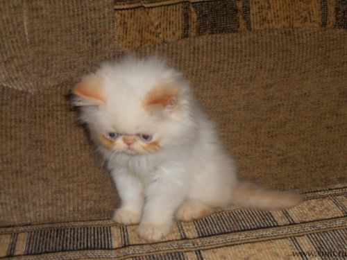 Персидский котёнок экзот и котёнок экстремал редпоинт. Фото 4.