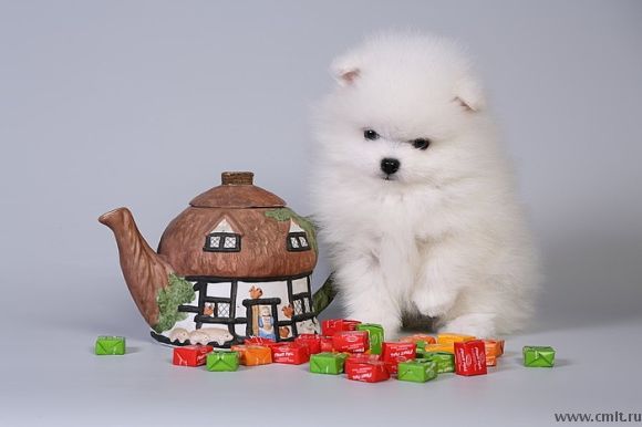 Белый мишка