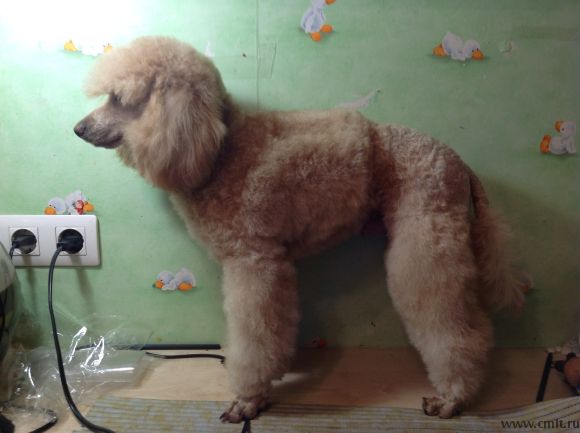 Малый пудель Боня, кастрированный кобель. Абрикосовый окрас