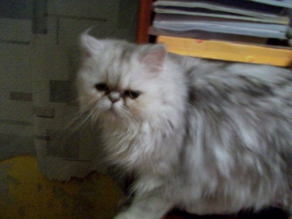 Персидская шиншилла. Фото 2.