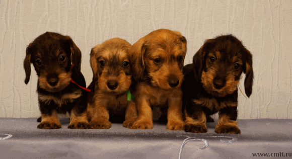 Продаем щенков (миниатюрная жесткошерстная такса). Фото 1.