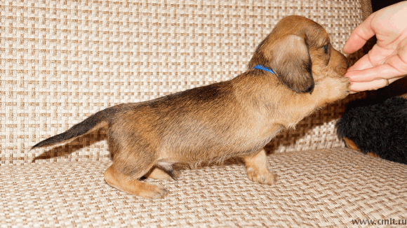 Продаем щенков (миниатюрная жесткошерстная такса). Фото 4.