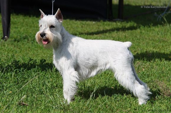 Щенки белого цвергшнауцера.. Фото 1.