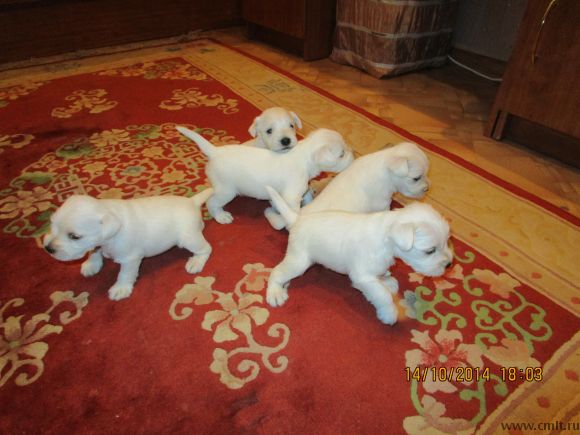 Щенки белого цвергшнауцера.. Фото 2.