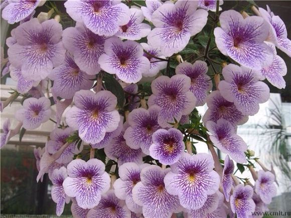 Tetra Verschaffelt 250p