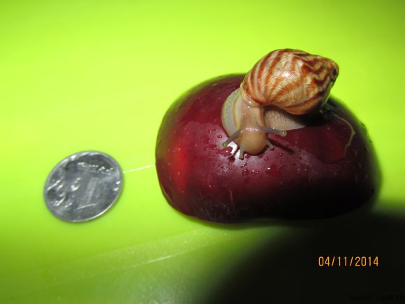 Маленькие улитки ахатины в добрые ручки