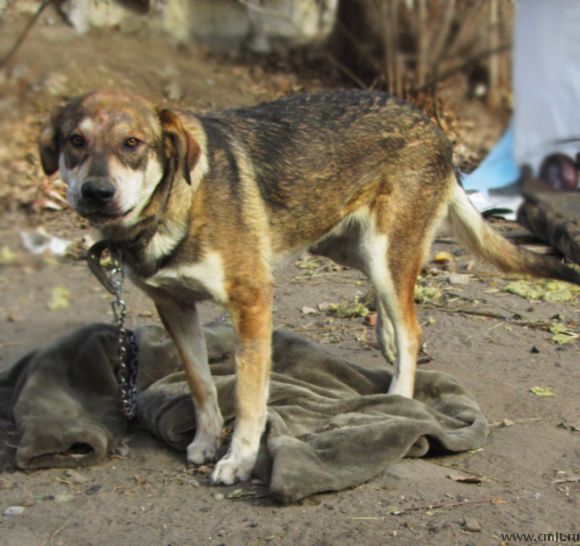 Брутальный мужчина средних лет пес Динго!  Это отличный пес! Крупный, выше колена. Красивый, статный. Будет верным другом и охранником! Отлично подойдет для частного дома. Может жить на цепи. 