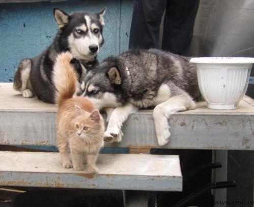 Кобель-потеряшка слева