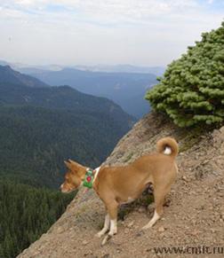 Девочка басенджи. Фото 1.