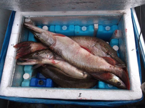 Хладоэлементы МХД-1 - Аккумулятор холода. Фото 8.