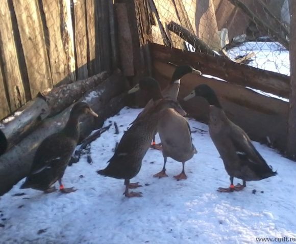 Утки-бегунки