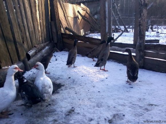 Утки-бегуны