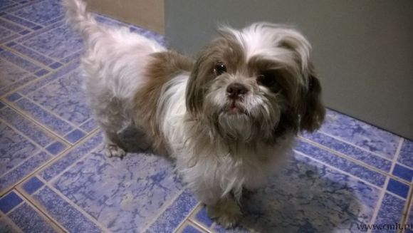 Пропала ши-тцу(болонка). Фото 1.