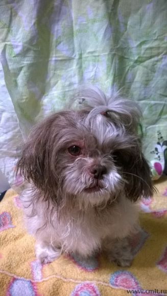 Пропала ши-тцу(болонка). Фото 2.