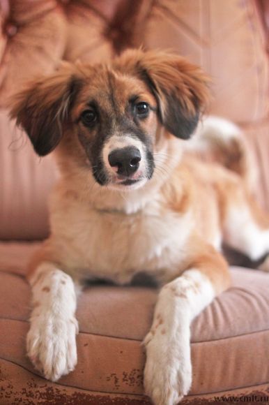 Пропал щенок! Помогите найти!. Фото 3.