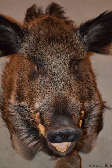 Продам чучело головы кабана. Фото 1.