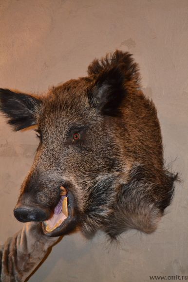 Продам чучело головы кабана. Фото 4.