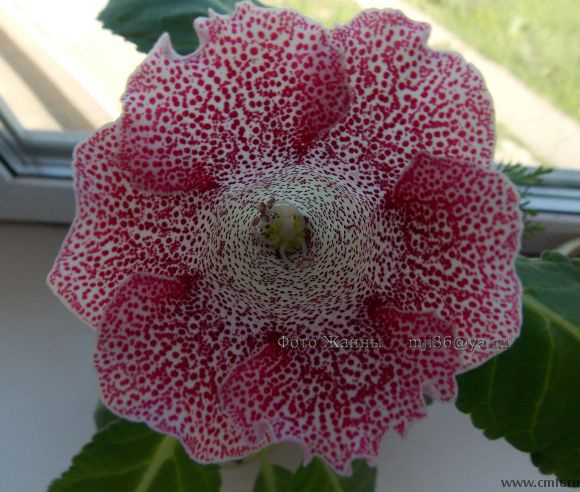 Глоксиния в крап. Фото 5.
