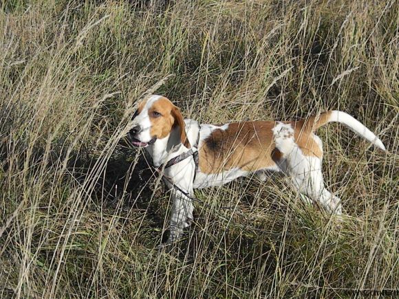 Пропала собака. Фото 1.