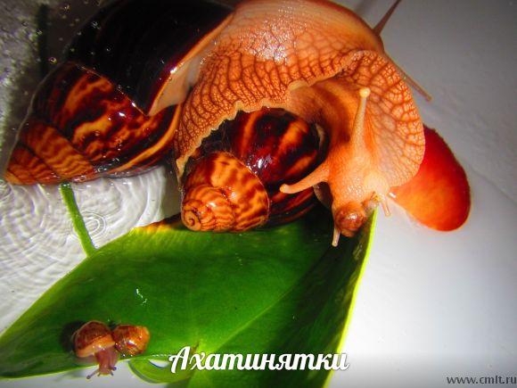Африканские улитки Ахатины (сухопутные). Детеныши.. Фото 8.