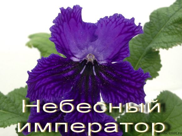 Стрептокарпус Небесный император, Anna Sui, детки, по 70 р. Фото 1.