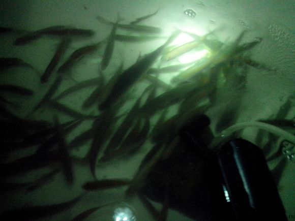 Живец. Пескарь, плотва,уклейкa,окунь. Фото 1.