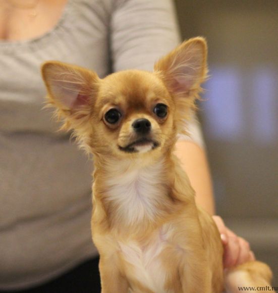 Чихуахуа девочка длинник. Фото 2.