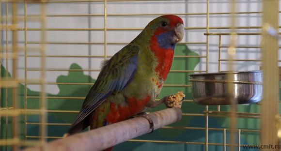 пенантовая розелла