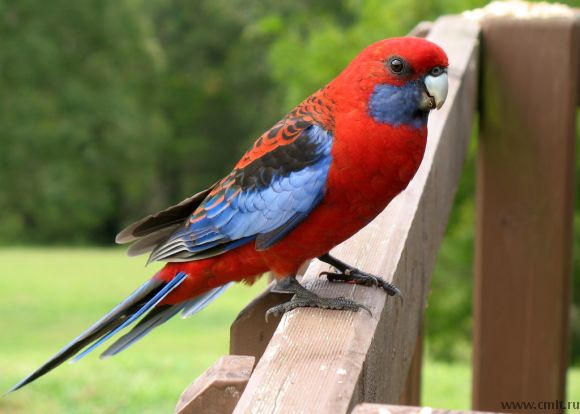 Таким вырастет (взрослая пенантовая розелла)