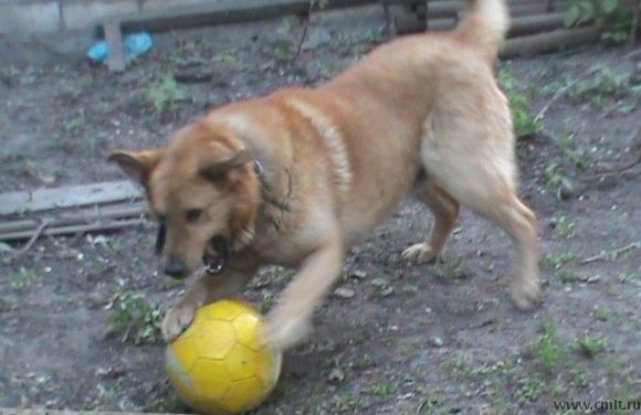 Пропала собака!. Фото 1.