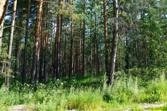 Земельный участок под строительство дома 25,03 сотки д.Новоподклетное (р-н Подгорного). Фото 1.