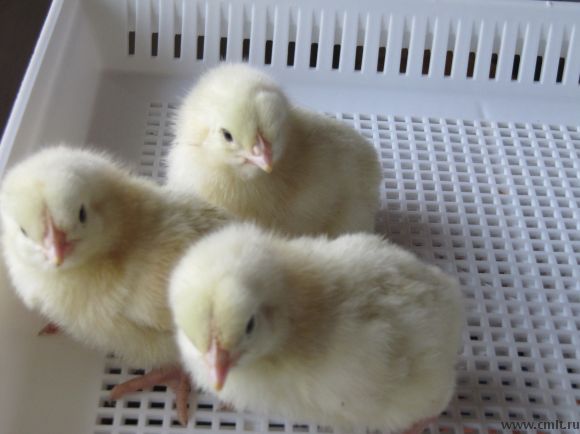 Цыплята бройлеры. Фото 1.