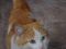 Ищет дом очень ласковый рыжий кот Ромус. Фото 2.