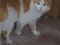 Ищет дом очень ласковый рыжий кот Ромус. Фото 1.