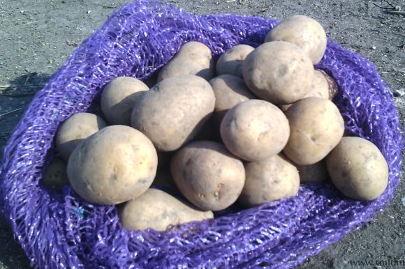 Семенной картофель. Фото 1.