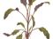 Аквариумные растения: лимнофила, анубиас, криптокорина. Фото 2.