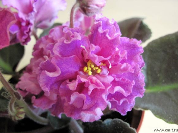 Богиня Красоты