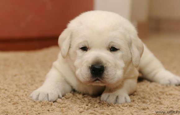 Щенок лабрадора палевый мальчик. Фото 1.