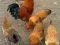 Цыплята двухнедельные мясо-яичных пород кур. Фото 2.