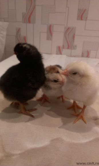 Цыплята двухнедельные мясо-яичных пород кур. Фото 4.
