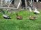 Яйцо бегунков, индоуток, крякв, фазанов, цесарок. Фото 1.