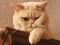 Британского кремового кота для вязки предлагаю. Фото 2.
