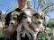 Щенки Русской пегой гончей. Фото 1.