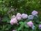Гортензия голубая и розовая крупнолистная. Фото 1.