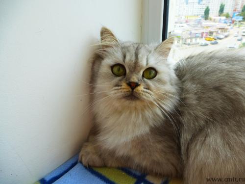 Потерялась кошка. Фото 1.