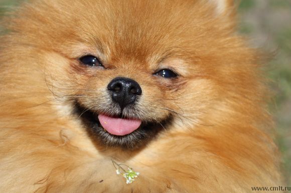 Шпиц для вязки и его дети на продажу. Фото 1.