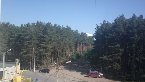 Панорамный вид на лесной массив.