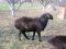 Продам котных Эдильбаевских овец и баранов. Фото 1.